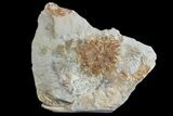 Paleocene Fossil Seed Pod (Sparganium) - Montana #165016-1